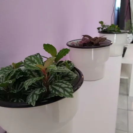 Rosegarden Sami (Kefalonia)