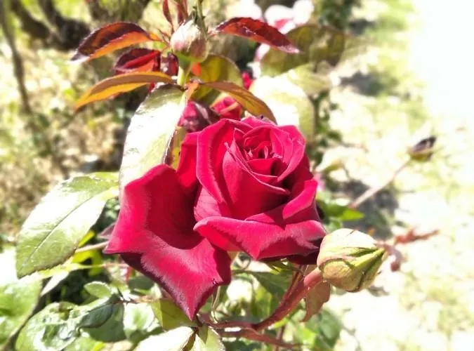 بيت للعطل Rosegarden سامي