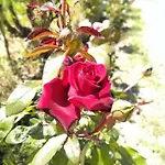 Vakantiehuis Rosegarden Sami (Kefalonia)